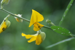Crotalaria juncea